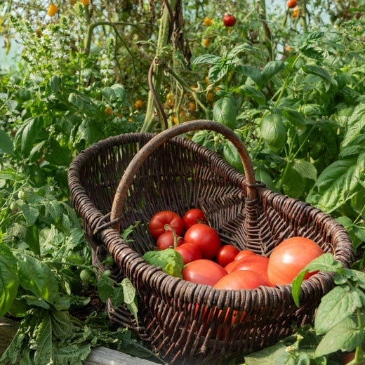 Tomato Seeds