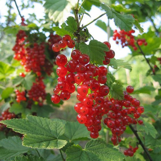 Red Currant Fruit Seeds Up to 50% Off