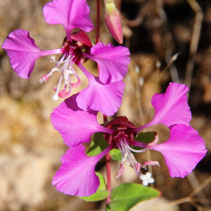 Purple Mexican Butterwort Seeds up to 50%