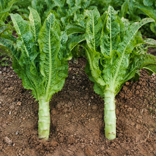 Garden Lettuce Seeds