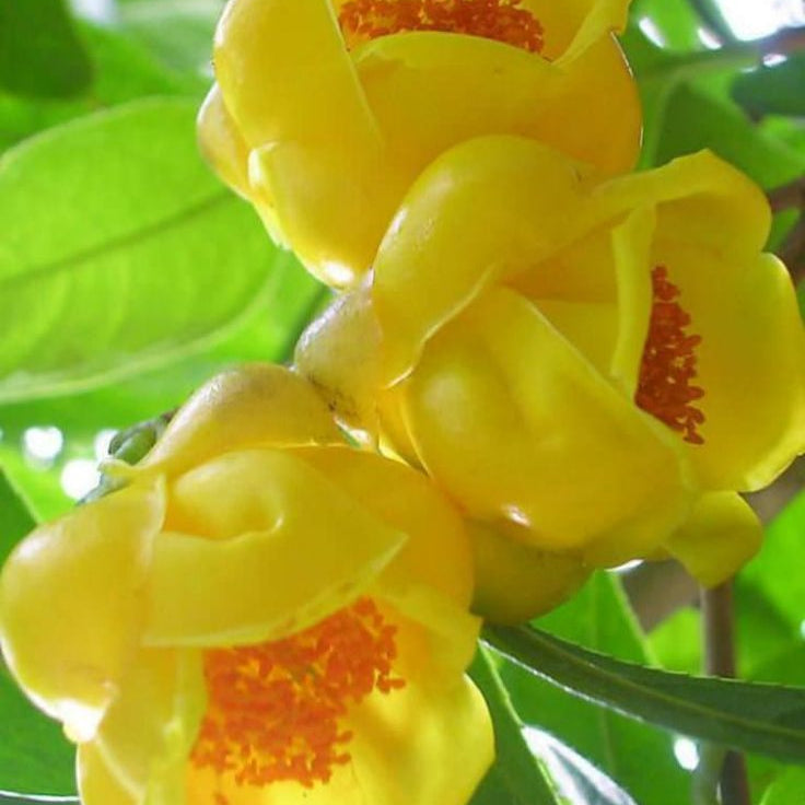 Golden Camellia Flower Seeds Up to 50% Off