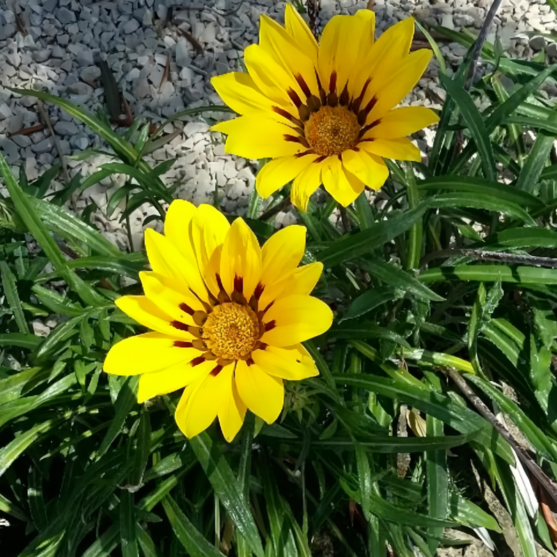 Gazania Rigens Seeds - Mix Dwarf Larger Packet High Germination 800-4000 Onsaleseeds