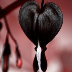 Black Bleeding Heart Seeds Up to 50% Off