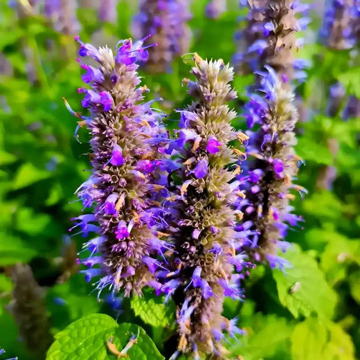 Korean Mint Seeds
