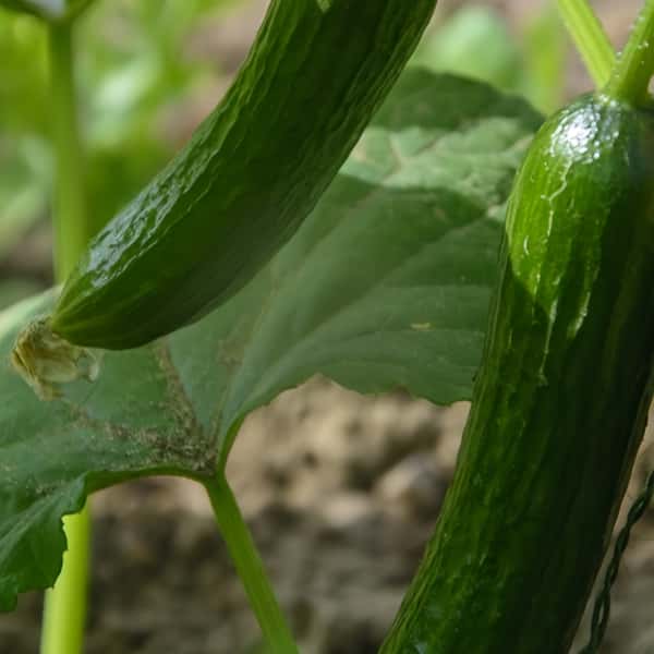 Cucumber Seeds up to 50%