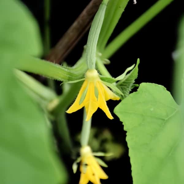 Cucumber Seeds Up to 50%