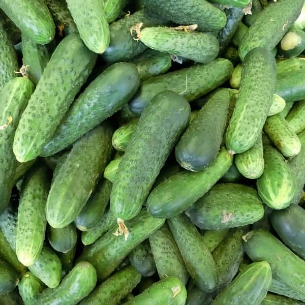 Cucumber Seeds up to 50%