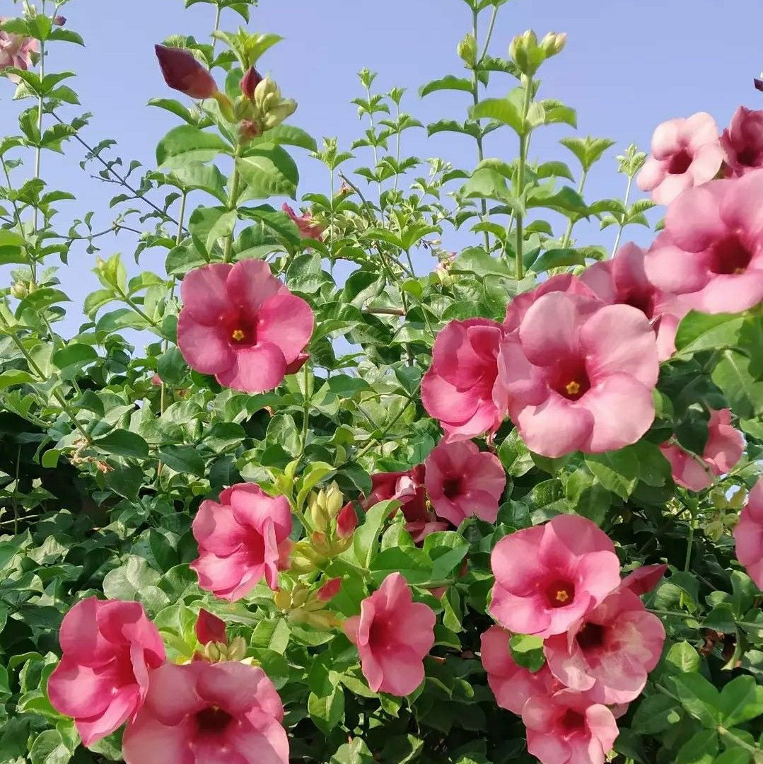 Purple Allamanda Flower Seeds up to 50%