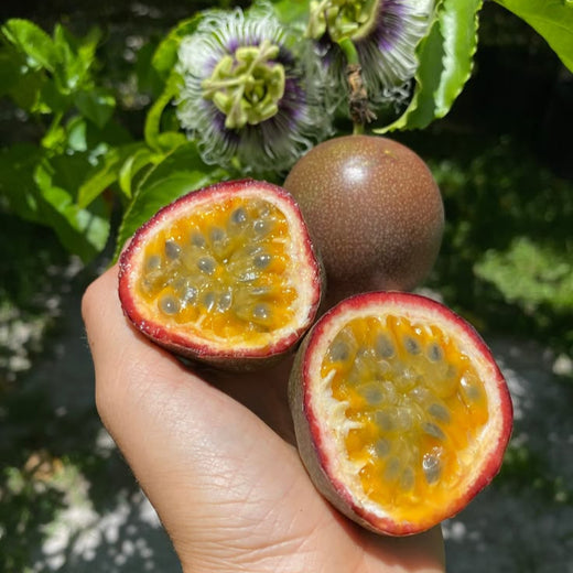 Passion Fruit Seeds - Dark Purple