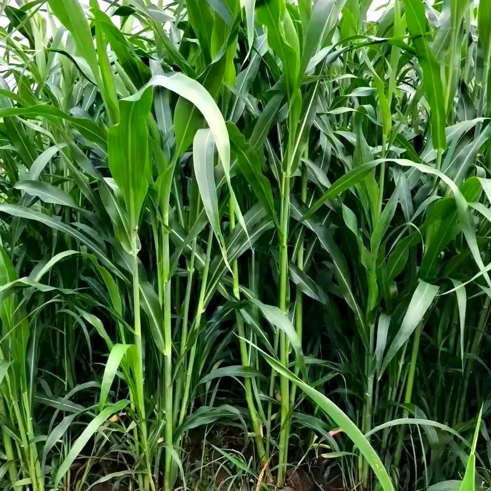 Sweet Sorghum Seeds - Larger Packet High Germination 1/4-1/2LB Onsaleseeds