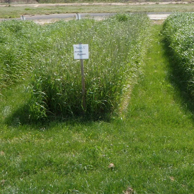 Annual Rye Grass Seeds up to 50%