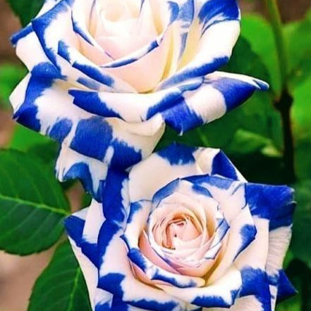 Osiria Blue White Rose Seeds prime day up to 50%