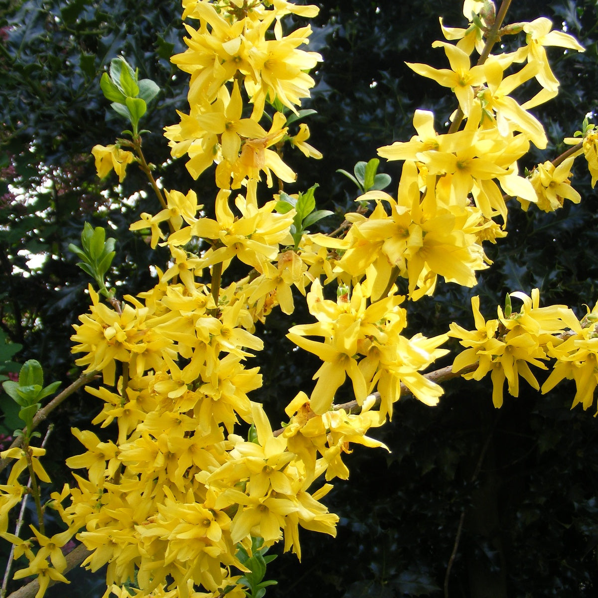 Trifoliate Forsythia Seeds up to 50%