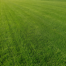 Ruby Grass Seed