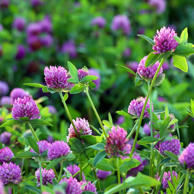 Medium Red Clover Seeds - Larger Packet High Germination 1/2-5LB Onsaleseeds