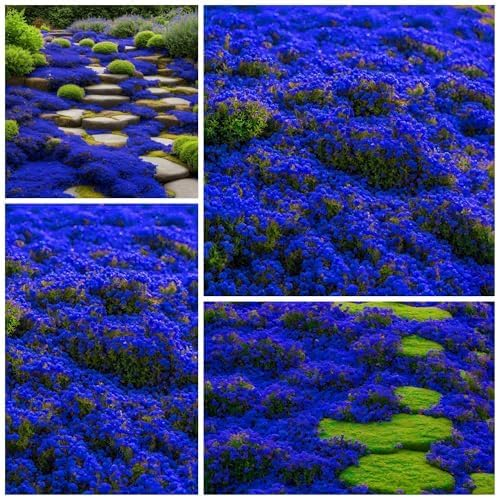 Creeping Thyme & Rock Cress Mix | Colorful Perennial Ground Cover for Flower Gardens Up to 50%