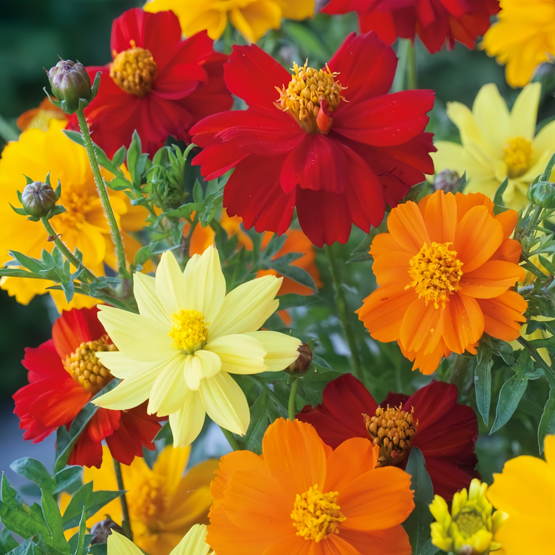 Cosmos Sulphureus Seeds - Mix Larger Packet High Germination 2000-10000 Onsaleseeds