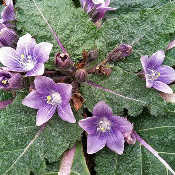 Mandragora Plant Seeds up to 50%
