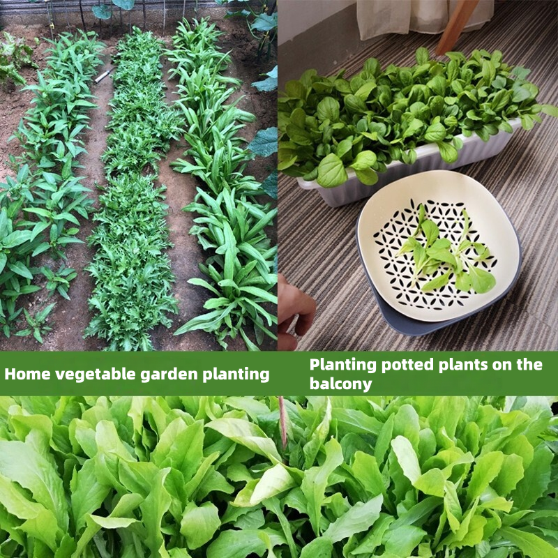 Set of 20 Vegetable Seed Packets – 2000+ Heirloom Seeds for Your Garden up to 50%