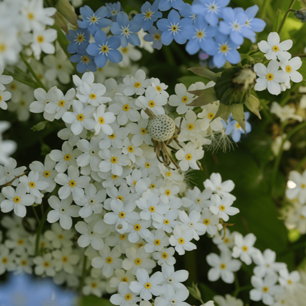 Forget-Me-Not Flower Seeds up to 50%