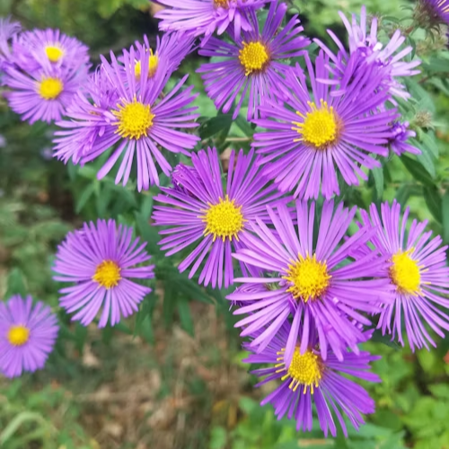 Asters seeds up to 50%