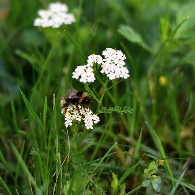 Pollinator Paradise Flowering Lawn Seed Mix up to 50%