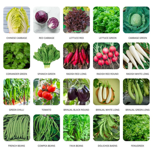 Vegetable Seed Vault
