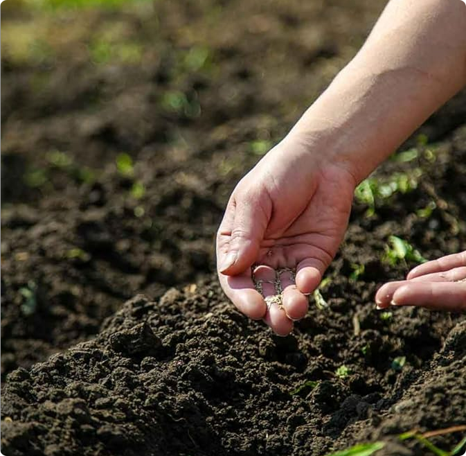 Wildflower Seeds Up to 50%