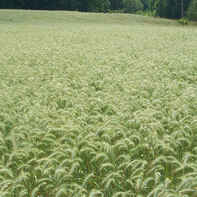 Save Canada Wild Rye Grass Seeds up to 50%