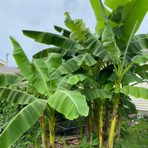 Snow Banana Seeds