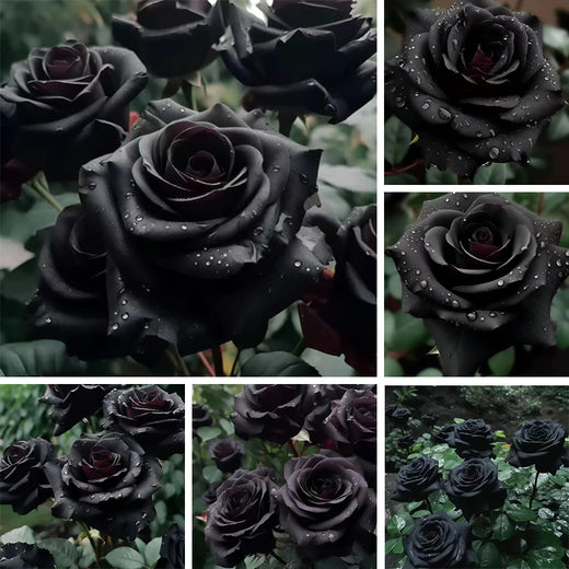 Black Rose Seeds