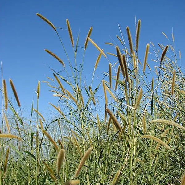 Phalaris Aquatica Grass Seeds up to 50%