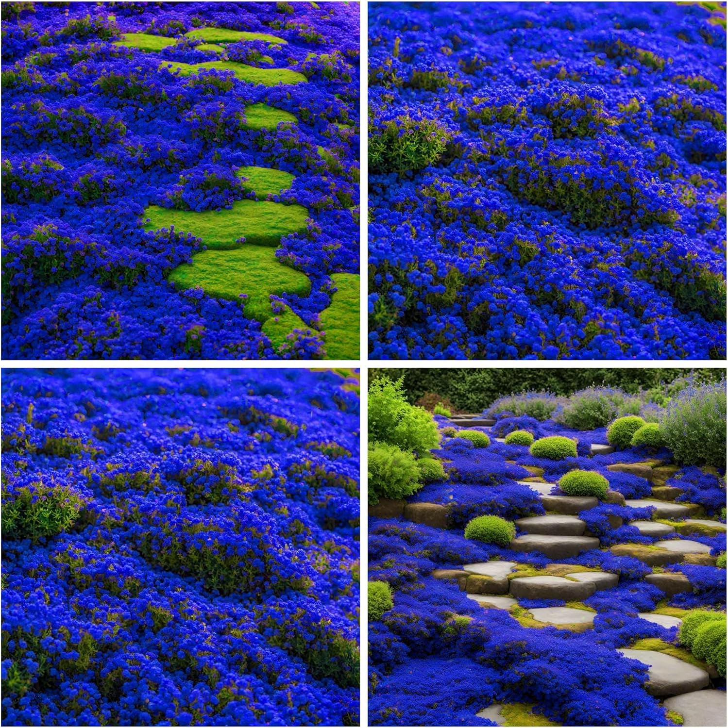 Creeping Thyme &amp; Rock Cress Mix | Colorful Perennial Ground Cover for Flower Gardens Up to 50%