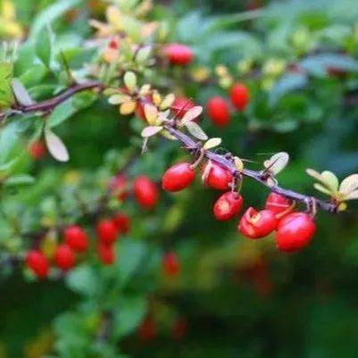 Japanese Barberry Seeds up to 50%