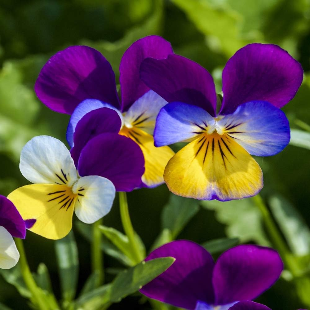 Violet Flower Seeds up to 50%