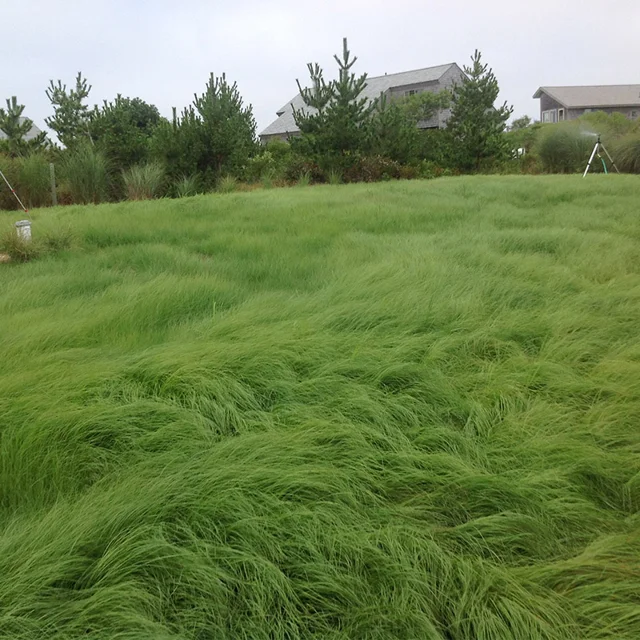 Weeping Lovegrass Seeds