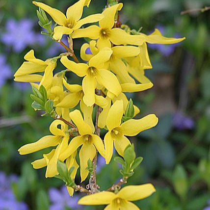 Trifoliate Forsythia Seeds up to 50%