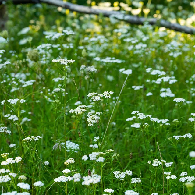 Pollinator Paradise Flowering Lawn Seed Mix up to 50%
