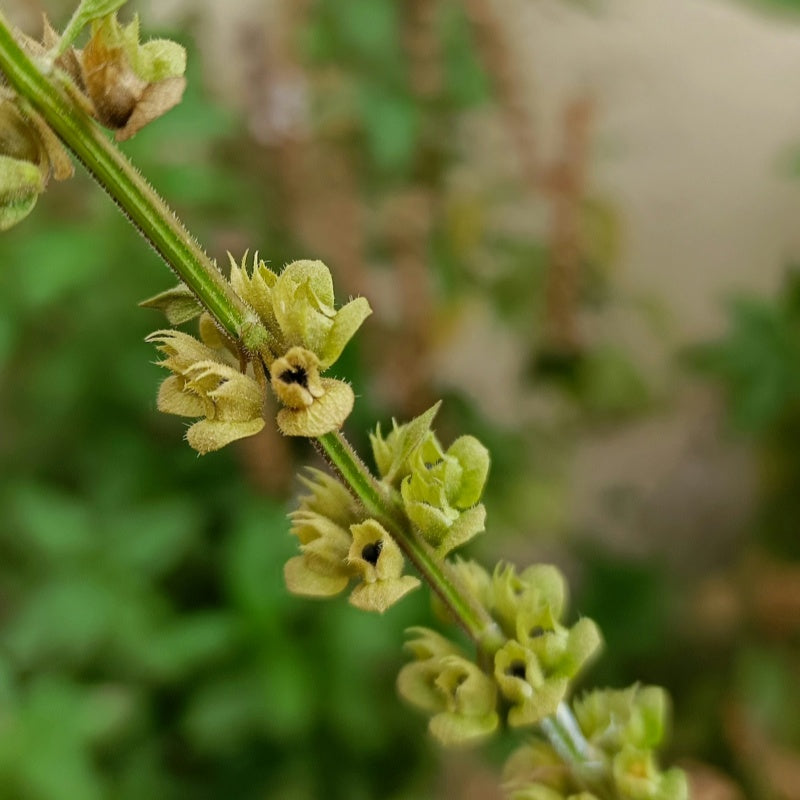 Sweet Basil Seeds up to 50%