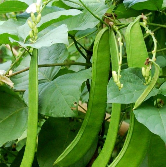 Sword Bean Plant Seeds up to 50%