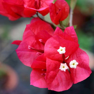 Bougainvillea Flower Seeds – Red – up to 50%