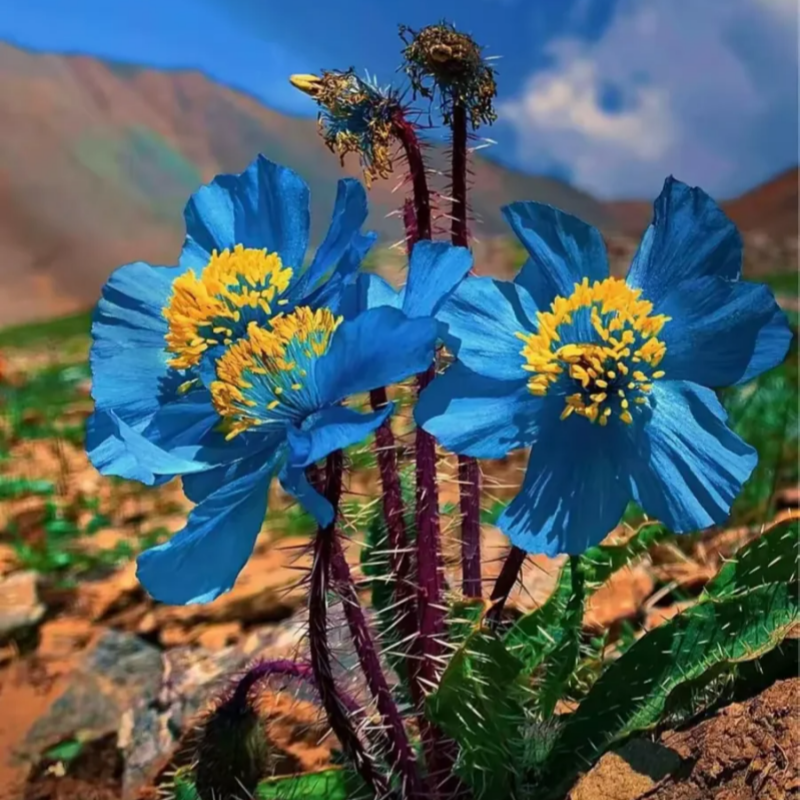 Himalayan blue poppy seeds up to 50%
