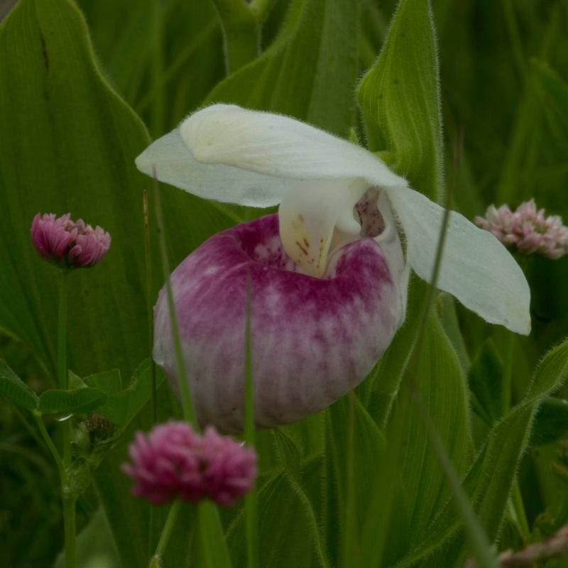 Lady&#39;s slipper Up to 50%