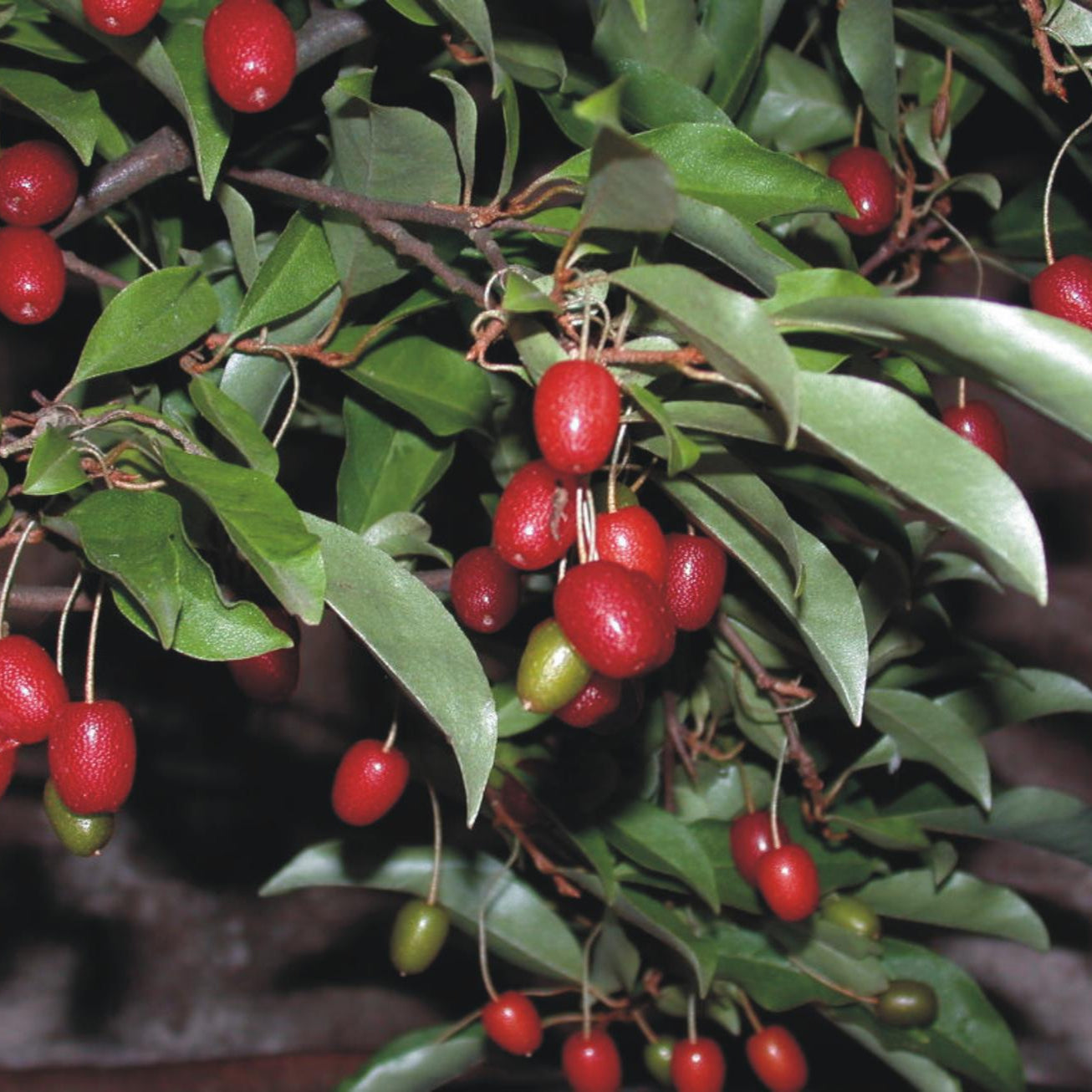 Elaeagnus multiflora (Goumi Berry) Seeds – Up to 50%