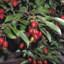Goumi Berry Seeds