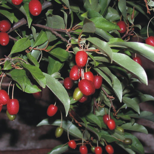Goumi Berry Seeds