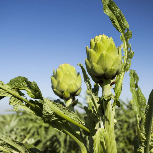 Green Artichoke Seeds
