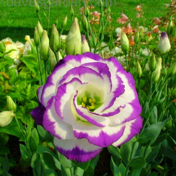 White Blue Eustoma Seeds Up to 50% Off