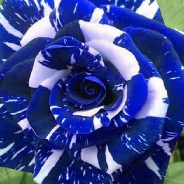 Osiria Blue White Rose Seeds up to 50%