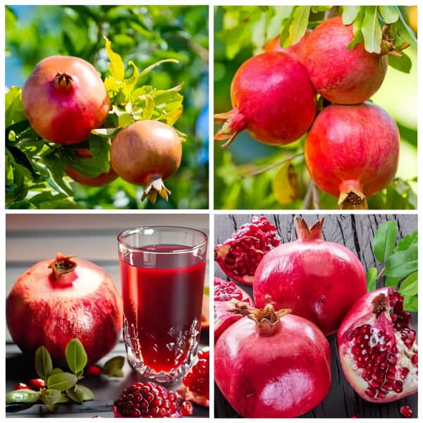 Pomegranate Tree Seeds Up to 50%